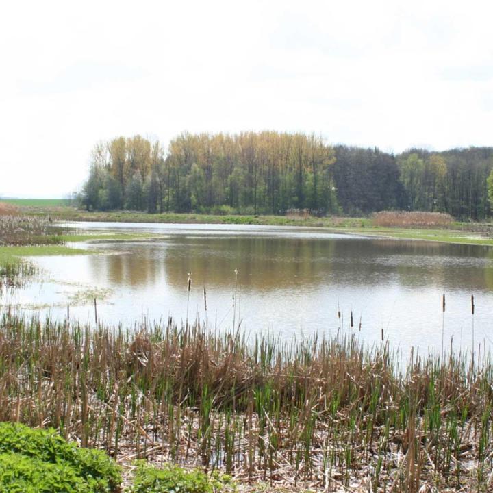 Vendeur de poissons d'étang Mulhouse