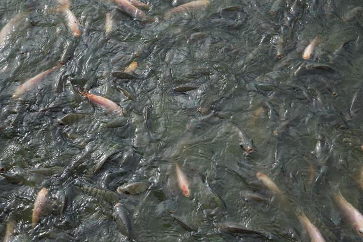 Commerce de poissons vivants Mulhouse