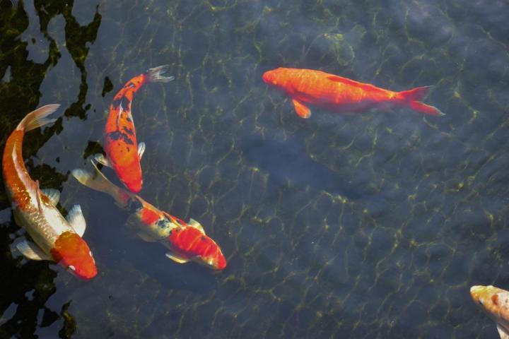 Vente de poissons vivants Mulhouse